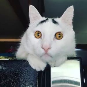 Meet your Posher, Sam